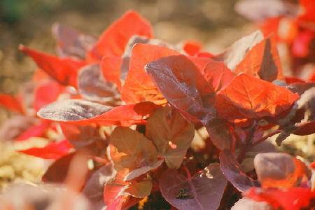 rote Melde