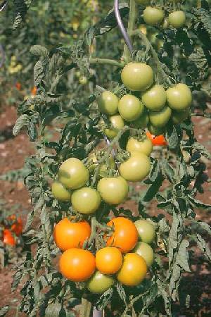 Tomaten